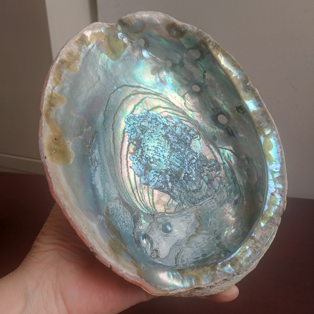 Vintage LG Abalone Shell (A1)